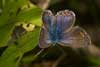 Icarusblauwtje 5 - Polyommatus icarus
